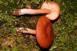 Image of Lactarius rufus