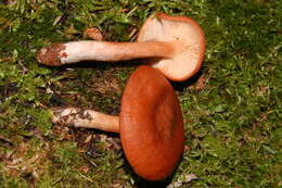 Image of Lactarius rufus