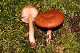 Image of Lactarius rufus