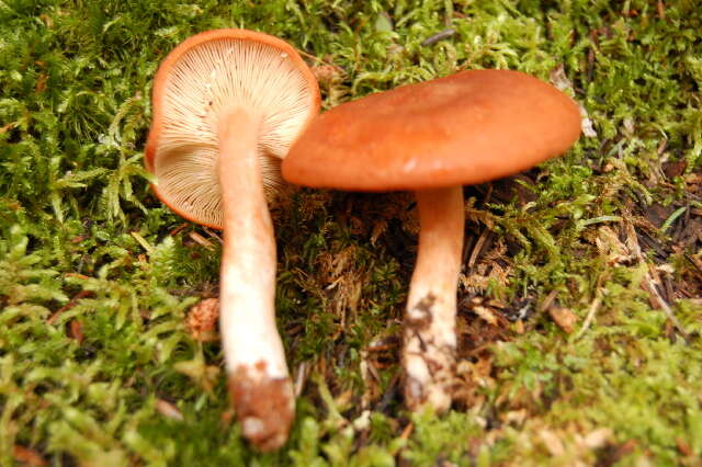 Image of Lactarius rufus