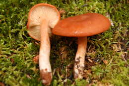 Image of Lactarius rufus