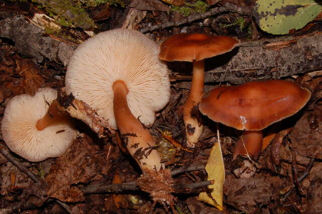 Image of Rhodocollybia butyracea