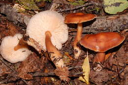 Image of Rhodocollybia butyracea