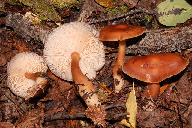 Image of Rhodocollybia butyracea