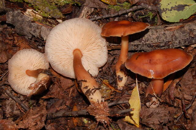 Image of Rhodocollybia butyracea