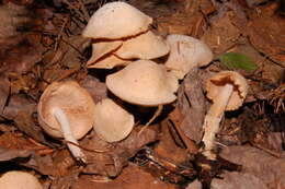 Image of Gymnopus confluens