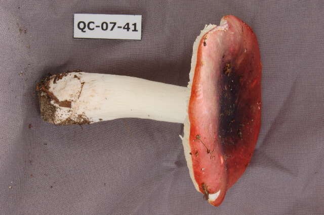 Image of Russula krombholtzii
