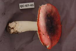 Image of Russula krombholtzii