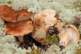 Image de Tricholoma pessundatum (Fr.) Quél. 1872