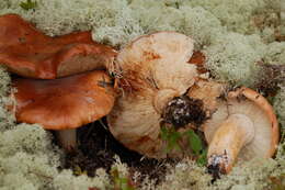 Image de Tricholoma pessundatum (Fr.) Quél. 1872