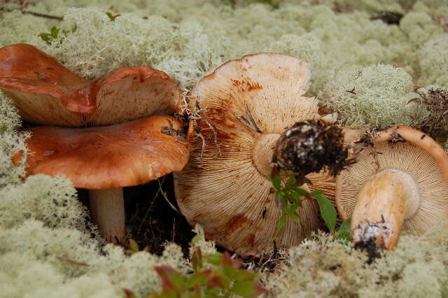 Imagem de Tricholoma pessundatum (Fr.) Quél. 1872