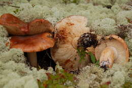 Image de Tricholoma pessundatum (Fr.) Quél. 1872