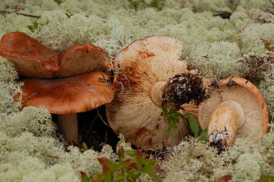 Imagem de Tricholoma pessundatum (Fr.) Quél. 1872