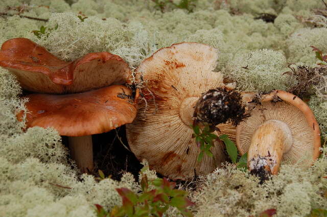 Image de Tricholoma pessundatum (Fr.) Quél. 1872