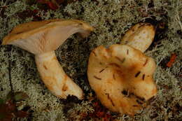 Image of Lactarius tuomikoskii Kytöv. 1984