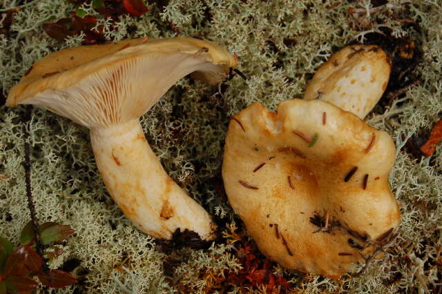 Image of Lactarius tuomikoskii Kytöv. 1984