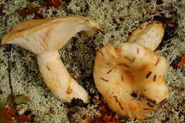 Image of Lactarius tuomikoskii Kytöv. 1984