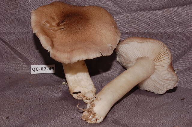 Image de Tricholoma