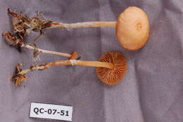 Image of Rhodocollybia