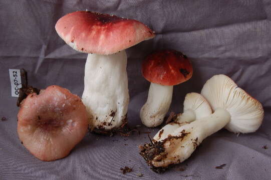 Image of Russula emetica