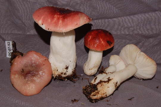 Image of Russula emetica