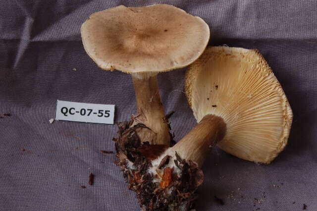 Image of Ampulloclitocybe