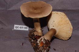 Image of Ampulloclitocybe