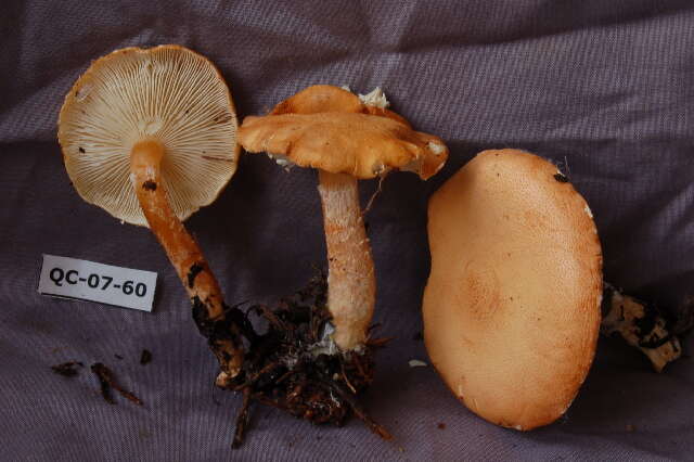 Image de Cystoderma amianthinum (Scop.) Fayod 1889