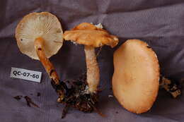 Image de Cystoderma amianthinum (Scop.) Fayod 1889