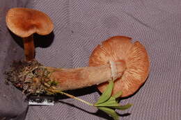 Image of Mushroom-Forming Fungi