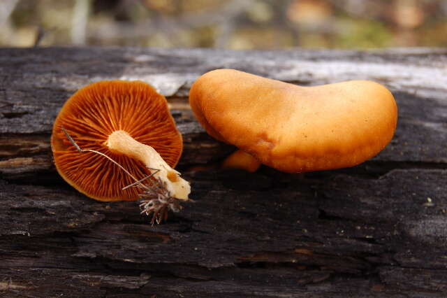 Image of Gymnopilus