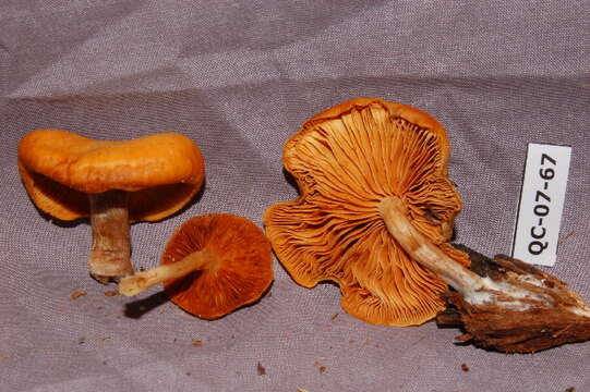 Image of Gymnopilus