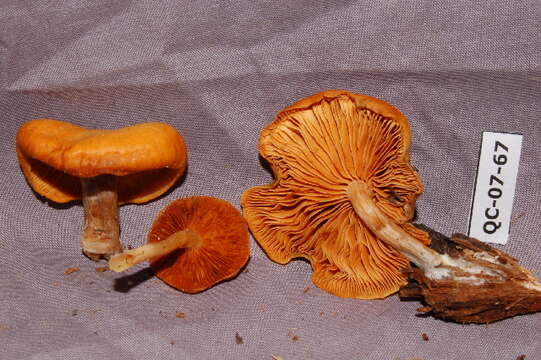 Image of Gymnopilus