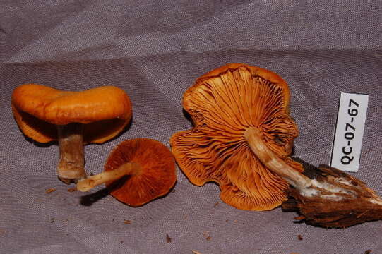 Image of Gymnopilus