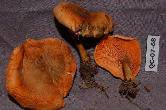 Image of Hygrophoropsis aurantiaca (Wulfen) Maire 1921