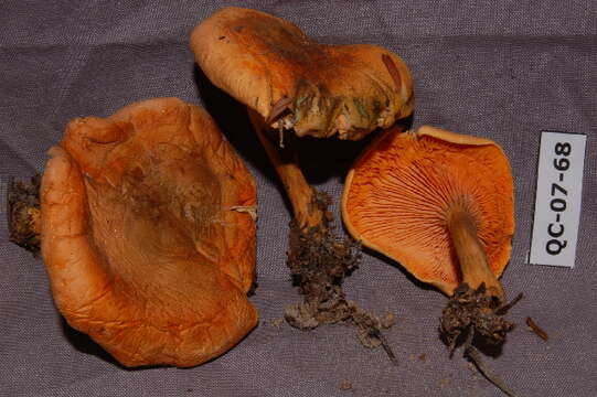 Imagem de Hygrophoropsis aurantiaca (Wulfen) Maire 1921