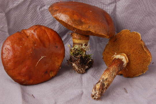 Image of Suillus grevillei (Klotzsch) Singer 1945