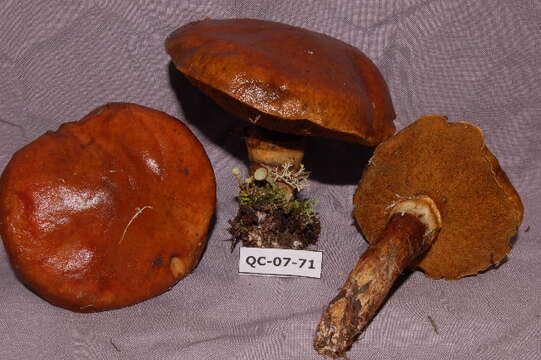 Image of Suillus grevillei (Klotzsch) Singer 1945