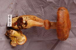 Image of Armillaria sinapina