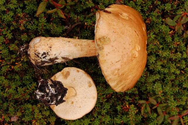 Image of Leccinum scabrum (Bull.) Gray 1821