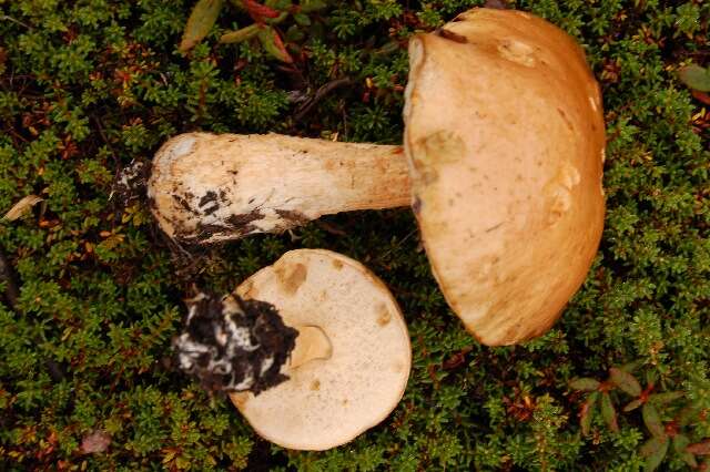 Image of Leccinum scabrum (Bull.) Gray 1821