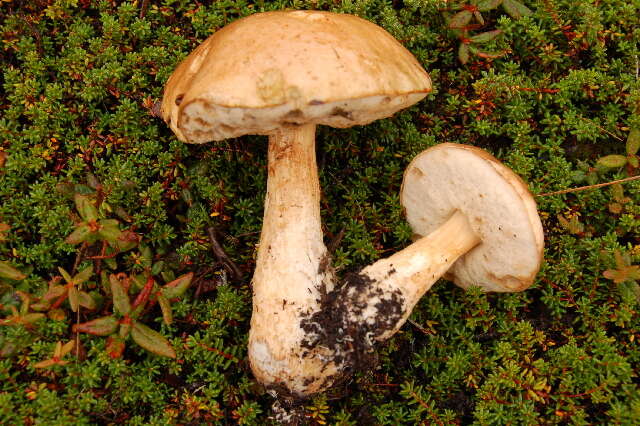 Image of Leccinum scabrum (Bull.) Gray 1821