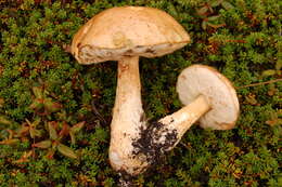 Image of Leccinum scabrum (Bull.) Gray 1821