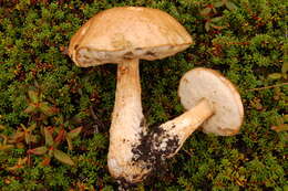 Image of Leccinum scabrum (Bull.) Gray 1821