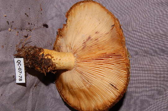 Image of Lactarius repraesentaneus Britzelm. 1885