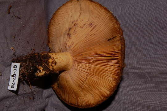 Image of Lactarius repraesentaneus Britzelm. 1885