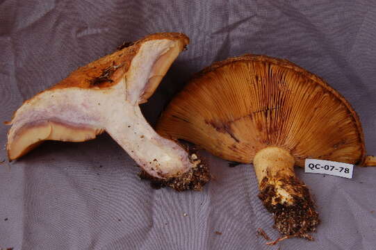 Image of Lactarius repraesentaneus Britzelm. 1885