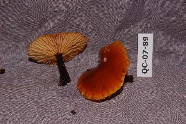 Plancia ëd Flammulina