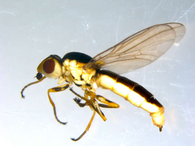 Image of <i>Epichlorops puncticollis</i>