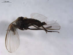 Image of Rhamphomyia debilis Loew 1861